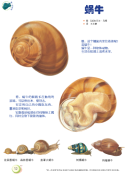 ţ